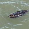 Give A Dam About This Beaver Spotted Swimming In The Hudson River